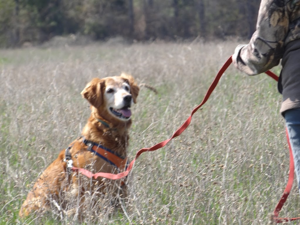 Ontario Canine Wellness Centre | 3347 Lakefield Rd, Lakefield, ON K0L 2H0, Canada | Phone: (705) 868-3236
