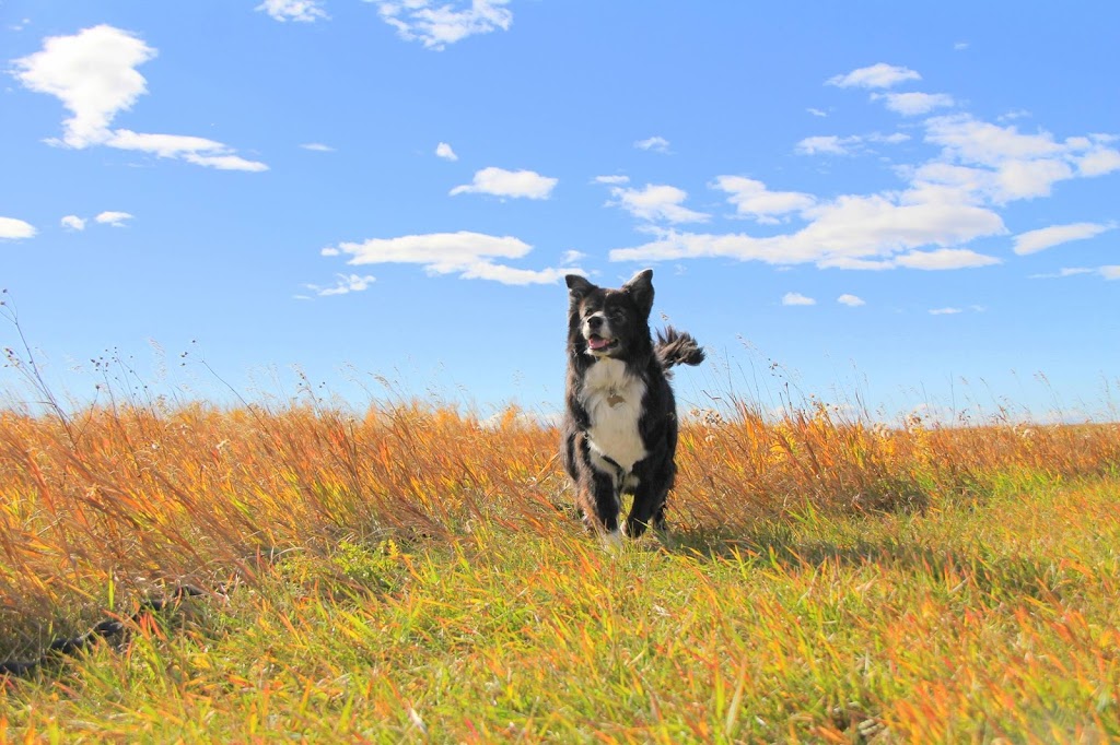 The Place 4 Paws | 10135, Township Rd 264, AB T4B 2Z8, Canada | Phone: (403) 226-9977