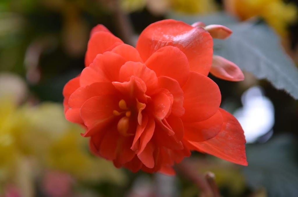 Rose Garden | Brentwood Bay, BC V8M 1A6, Canada
