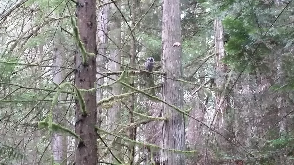 Cobble Hill Mountain Regional Recreation Area | Cowichan Valley B, BC V0R 1L5, Canada | Phone: (250) 746-2620