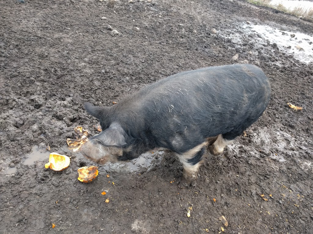Harrington Lane Farms | Flamborough, Hamilton, ON N0B 2J0, Canada | Phone: (289) 895-8000