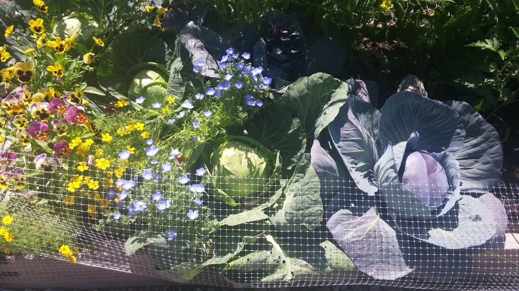 Urban Seedling | 7000 Boulevard LaSalle, Verdun, QC H4H 2T1, Canada | Phone: (514) 578-8900