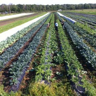 Roots and Shoots Farm | 115 Chemin de la Beurrerie, Alcove, QC J0X 1A0, Canada | Phone: (613) 897-8975