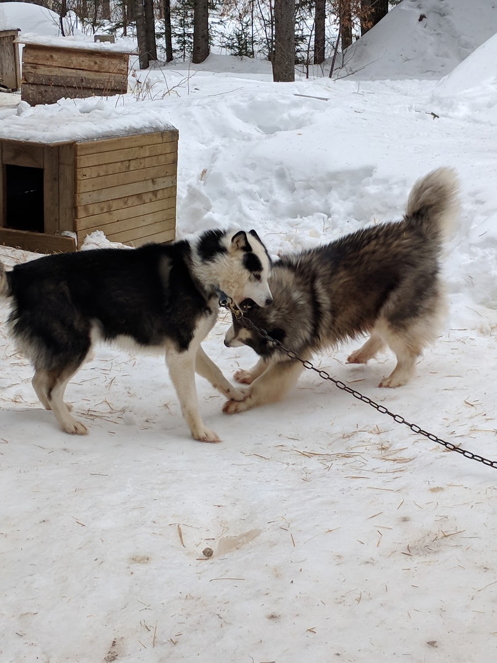Siberlou | 749 Mnt de la Mer Bleue, LAscension, QC J0T 1W0, Canada | Phone: (819) 275-3957