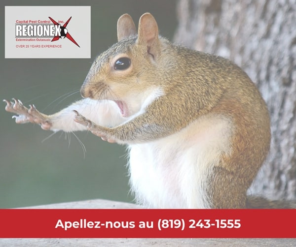 Regionex Extermination | 2405B St. Laurent Blvd, Ottawa, ON K1G 5B4, Canada | Phone: (613) 563-8136