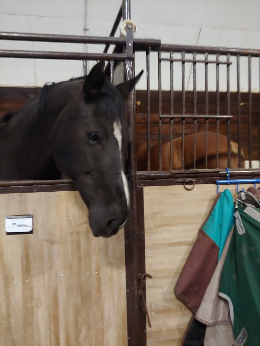 Dressage studio inc | Leduc County, AB T0C 0V0, Canada | Phone: (780) 242-7192
