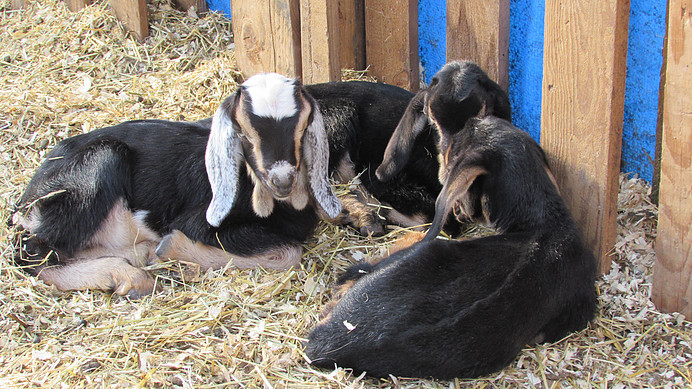 Family Farm B&B | 2590 Oxford Rd, Powell River, BC V8A 0P3, Canada | Phone: (604) 487-0544