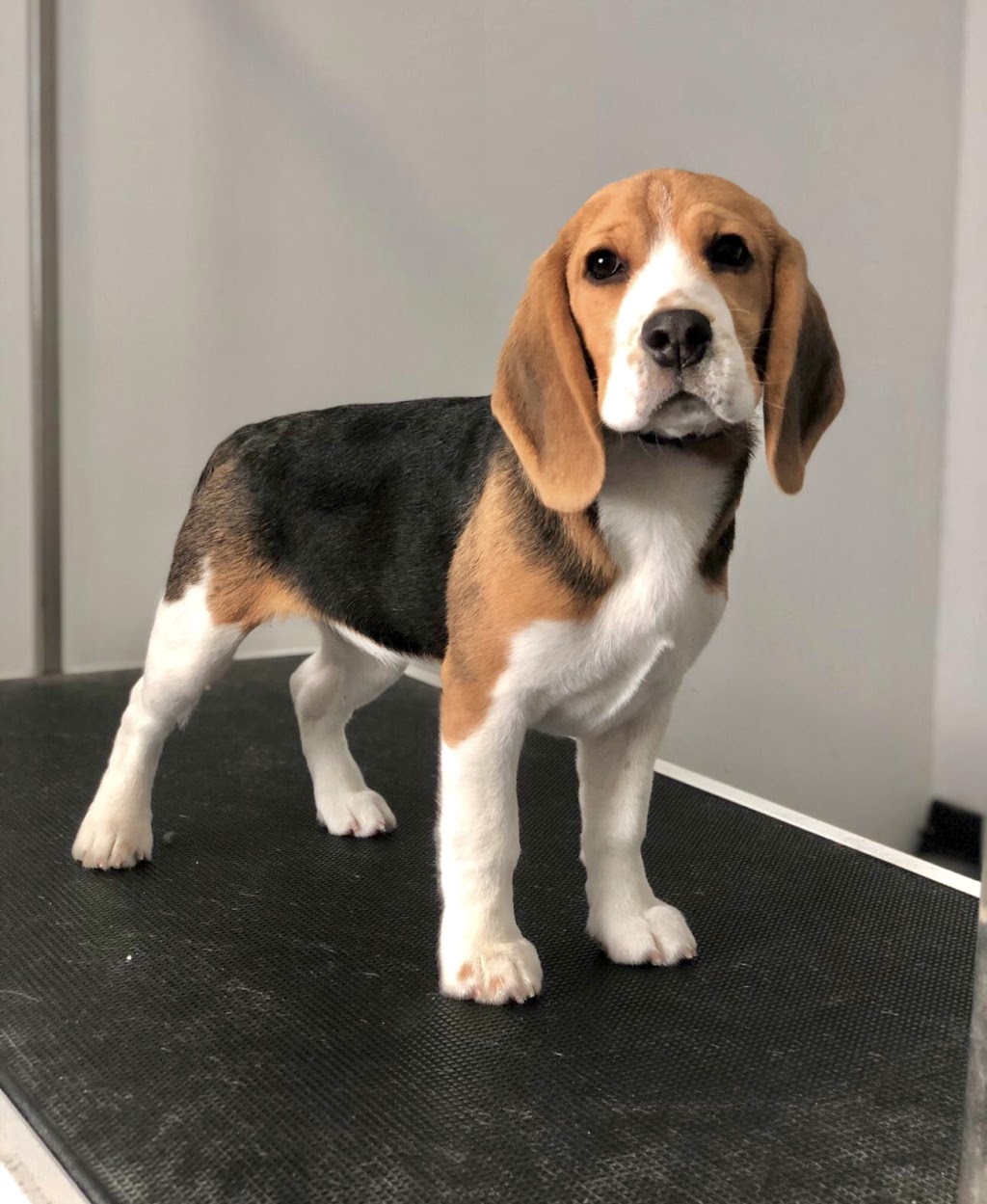 Tail-rific Dog Grooming Evanston | Evanscrest Common, Calgary, AB T3P 0R7, Canada | Phone: (403) 401-2938