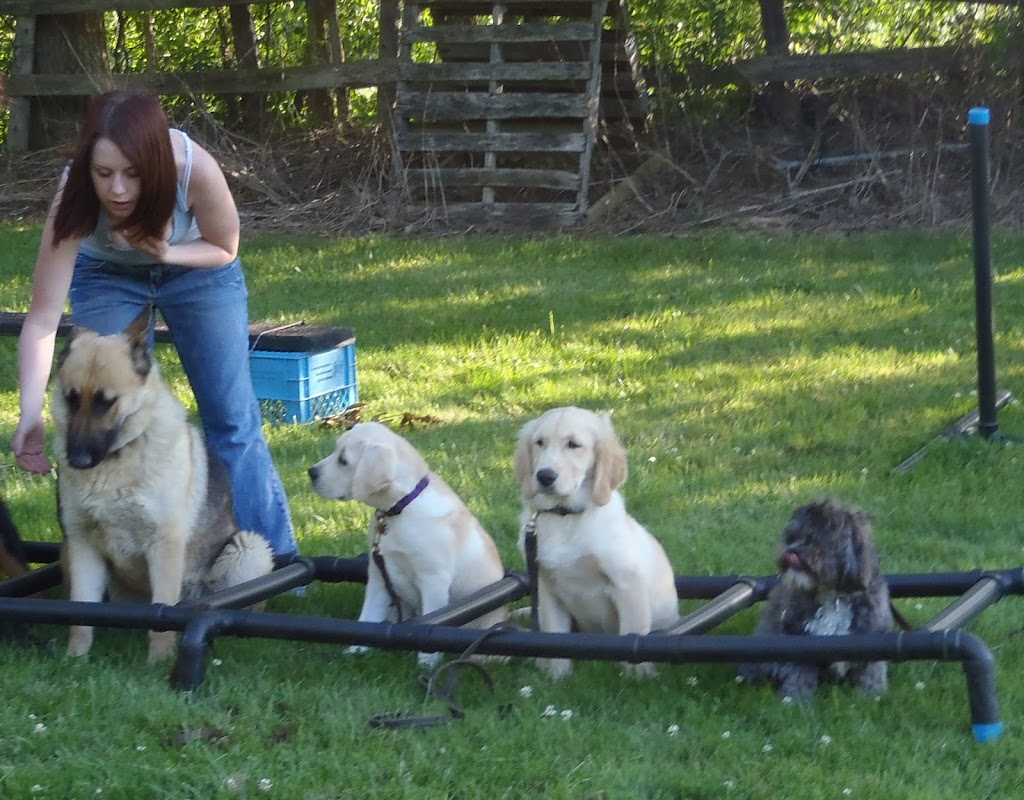 GoodHeart Dog Training Centre | 1469 Sawmill Rd, Ancaster, ON L9G 3L1, Canada | Phone: (905) 304-4284