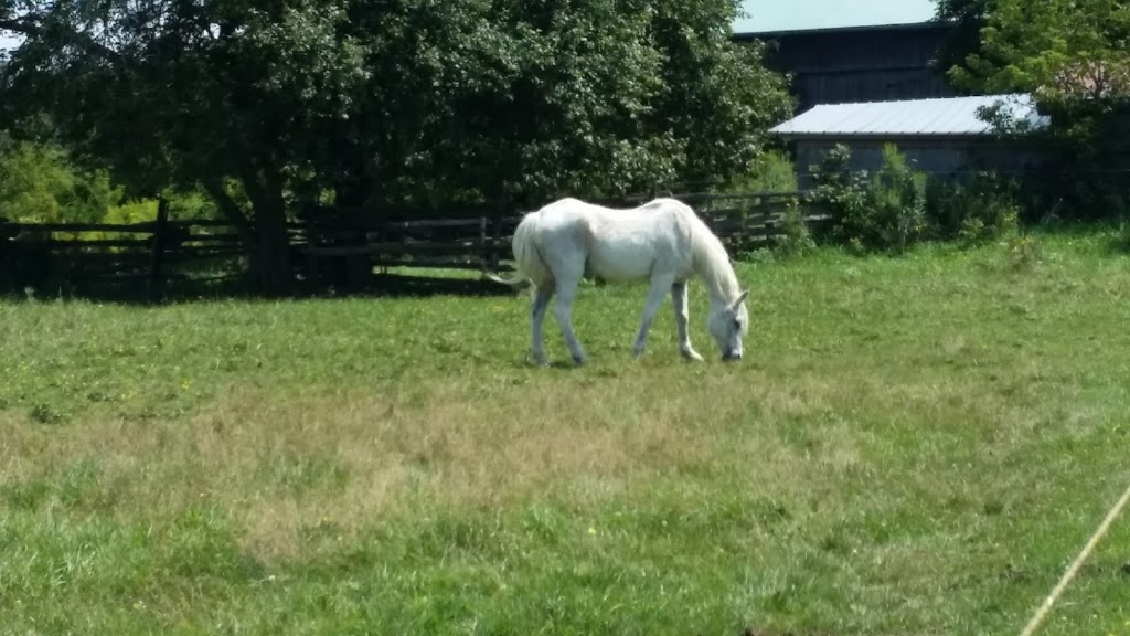 Devonshire Stables | 6211 4 Line, Fergus, ON N1M 2W5, Canada | Phone: (519) 787-9310