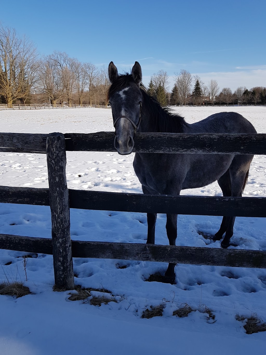 Park Stud | 893112 6th Line Ehs, Mono, ON L9W 6B9, Canada | Phone: (519) 941-3944