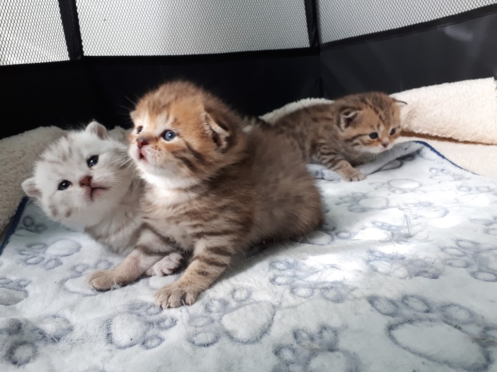 Scottish Cats of Montreal Lutus cattery | 5475 Avenue Westminster, Côte Saint-Luc, QC H4X 2A4, Canada | Phone: (438) 998-7057