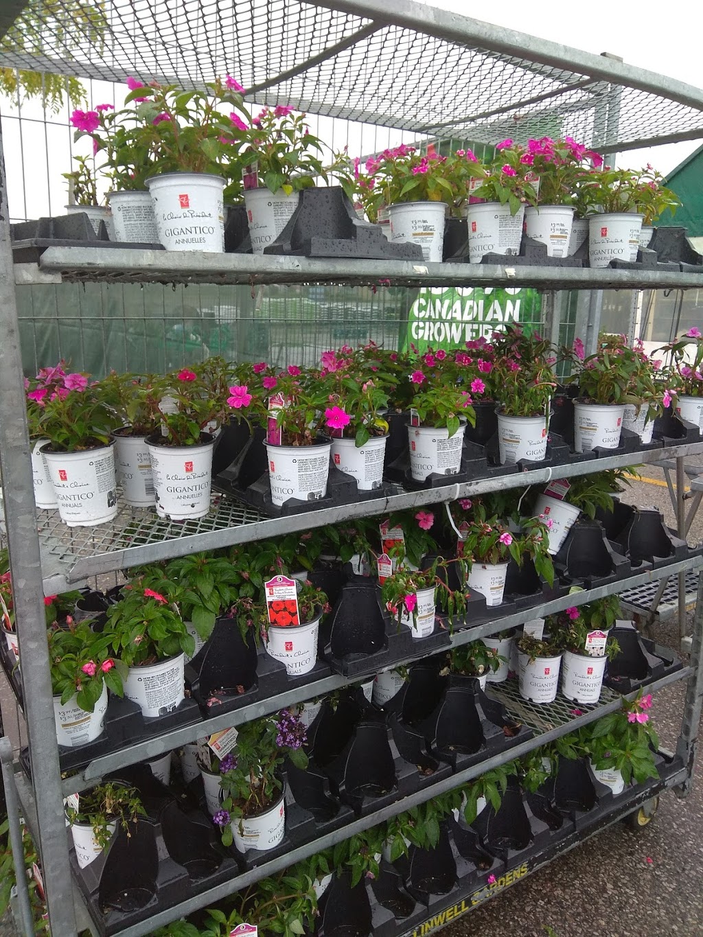 Kingston Road Flower Market | 966 Kingston Rd, Toronto, ON M4E 1S7, Canada | Phone: (416) 694-9131