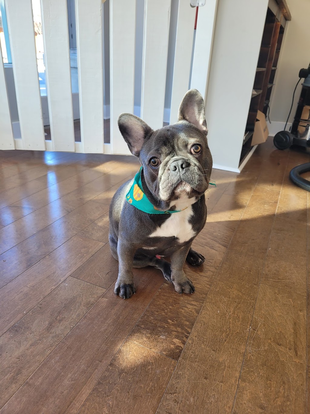 Pets Heaven Grooming | 6650 Royal Ave, West Vancouver, BC V7W 2B8, Canada | Phone: (604) 281-1101