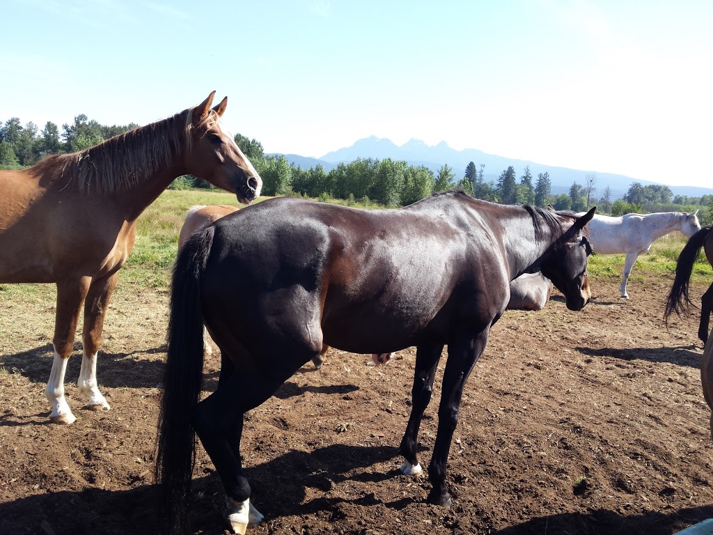 Pemberley Riding School | 21281 128 Ave, Maple Ridge, BC V4R 2N1, Canada | Phone: (604) 836-7522