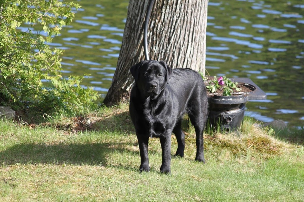 Mer Bleue Veterinary Hospital | 2006 Mer-Bleue Rd Unit G6, Orléans, ON K4A 0G2, Canada | Phone: (613) 837-6484