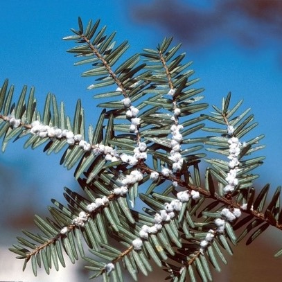 Nova Scotia Tree Preservation Company | 2740 NS-203, Shelburne, NS B0T 1W0, Canada | Phone: (902) 875-7686
