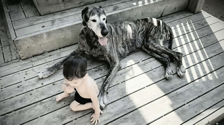 Jeves Pet Care Inc. | 236 Greenwood Ave, London, ON N6J 3G4, Canada | Phone: (519) 854-5383