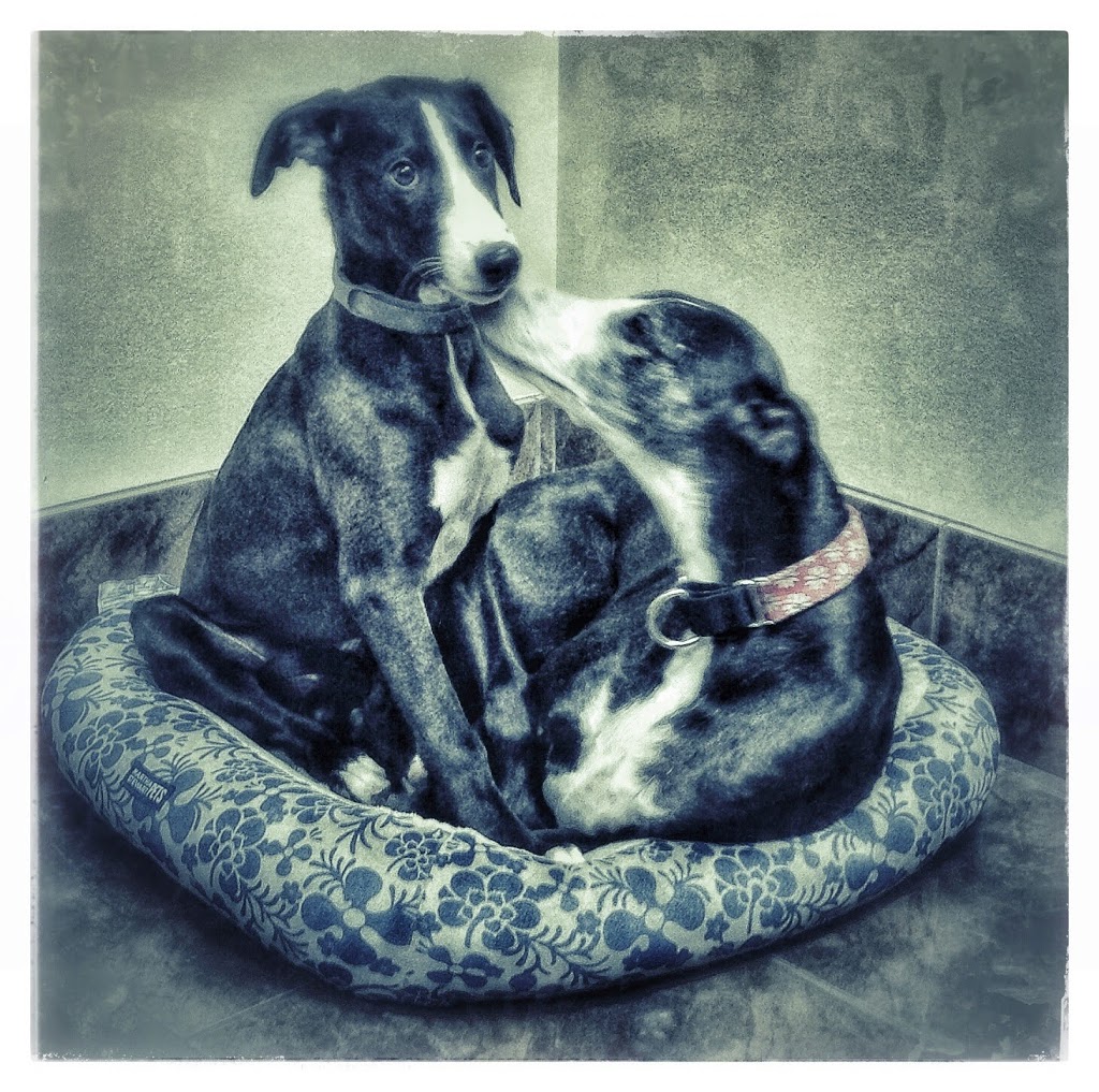 Panorama Veterinary Service | 10051 BC-97 #21, Lake Country, BC V4V 1P6, Canada | Phone: (250) 766-4310