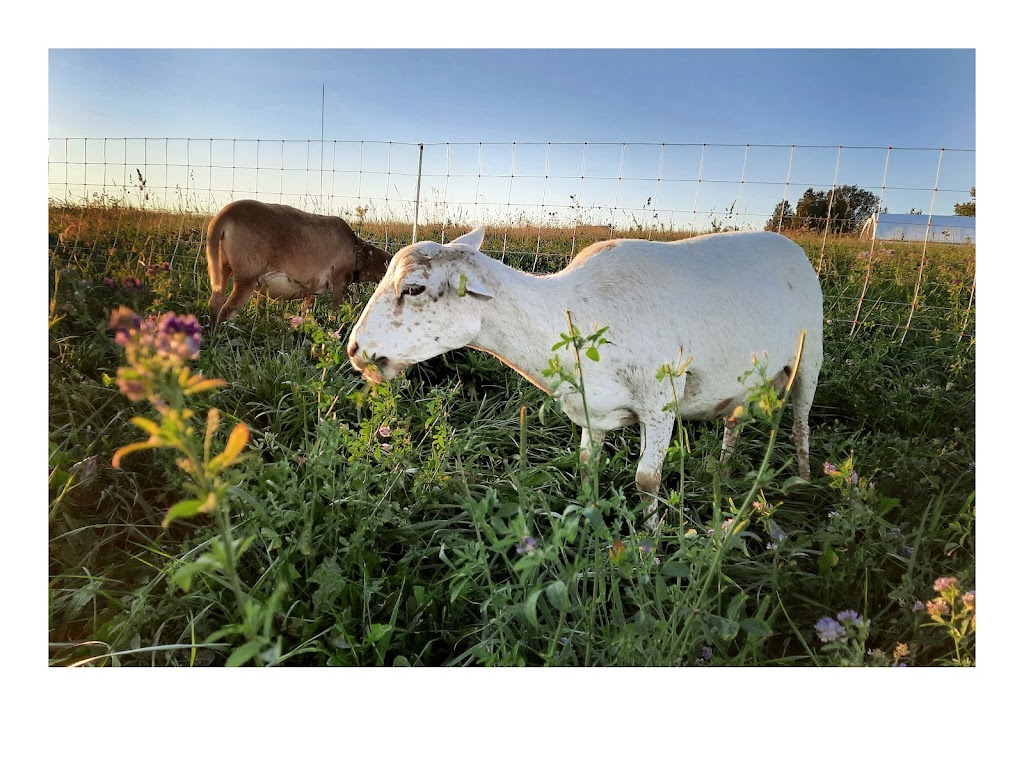 Evermeadow Farm | 3989 McIntosh St, Cobourg, ON K9A 4J9, Canada | Phone: (905) 269-3765