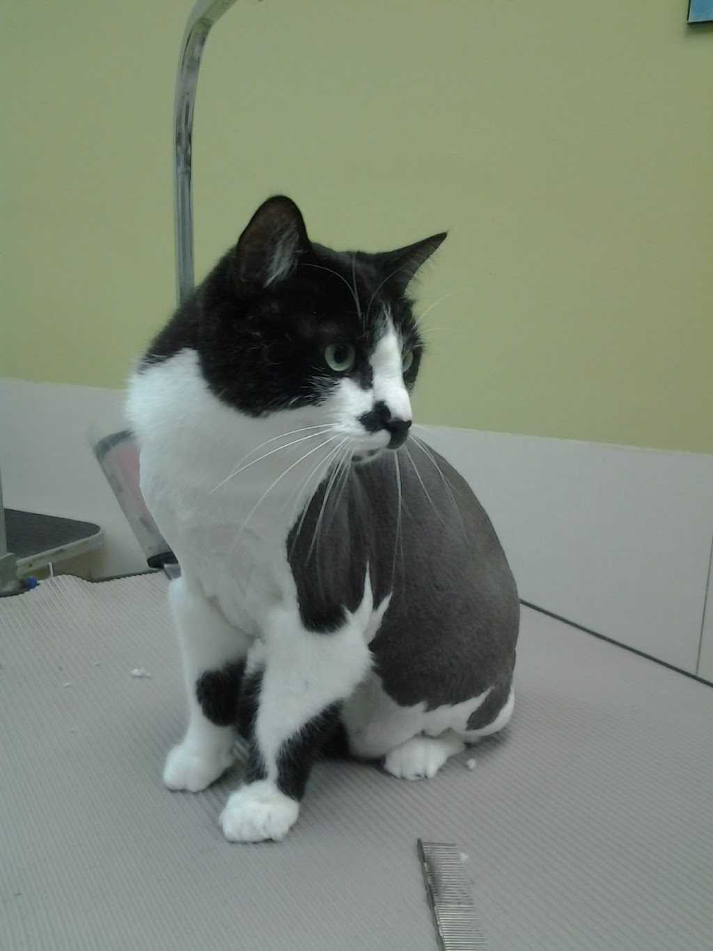 Auberge Canine Et Feline | 372 Chemin de la Grande-Côte, Boisbriand, QC J7G 1B1, Canada | Phone: (450) 437-1500