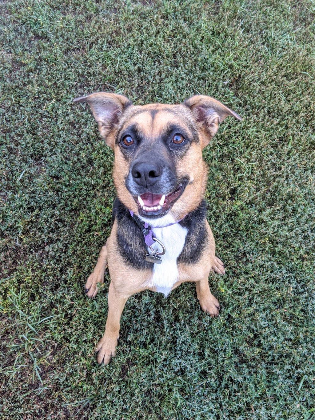 Artemis Pet Resort | 72146 Four Mile Rd, Highland Glen, MB R0E 0M0, Canada | Phone: (204) 294-9283
