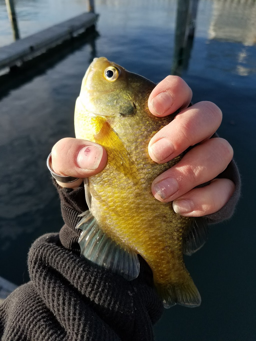 Anglers Point Bait/Marina | 28955 William P Rosso Hwy, Chesterfield, MI 48047, USA | Phone: (586) 949-9223
