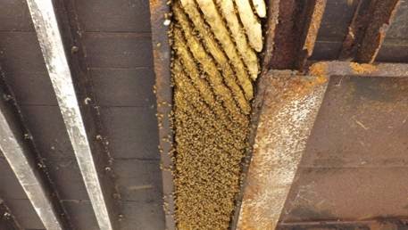 Bee Friendly Removal Services | 1312 24th St, Bellingham, WA 98225, USA | Phone: (360) 303-6220