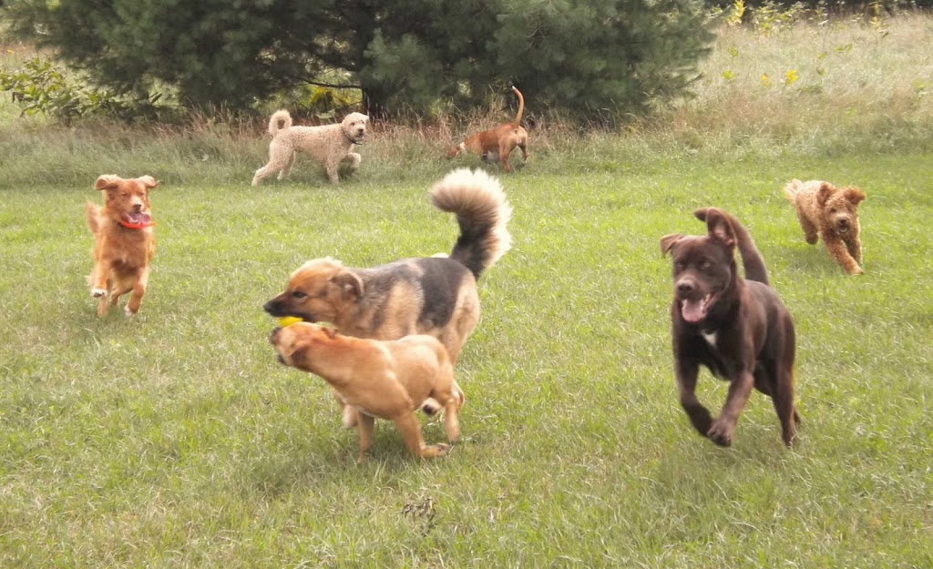 Kates K9 Services | 425 Cuckoos Nest Rd, Beckwith, ON K7A 4S7, Canada | Phone: (613) 608-4742