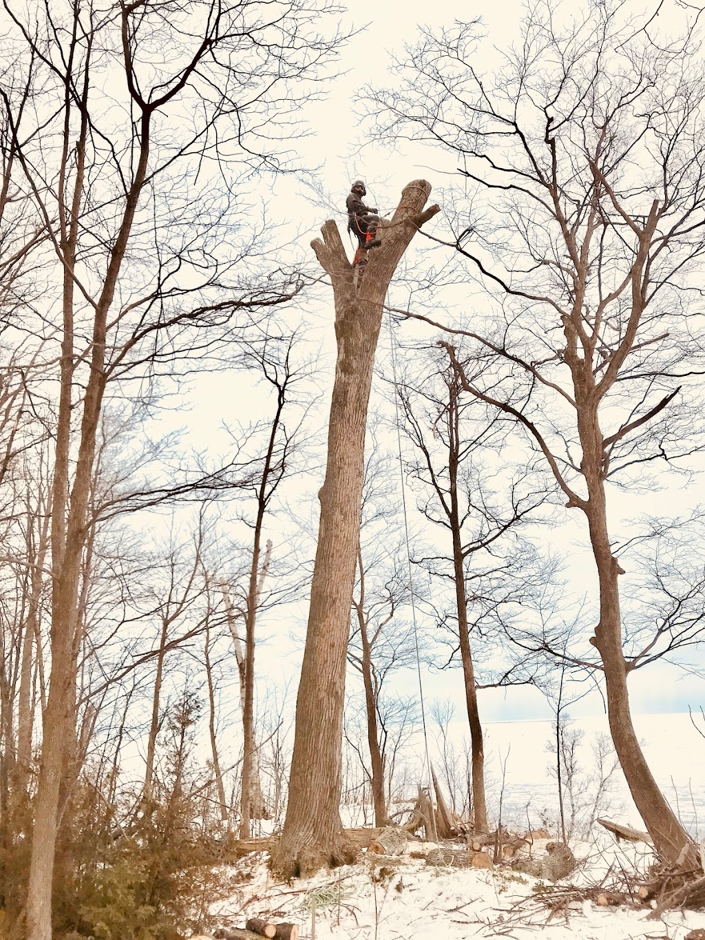 Canopy Tree Care | 46 James St, Seaforth, ON N0K 1W0, Canada | Phone: (519) 614-2719
