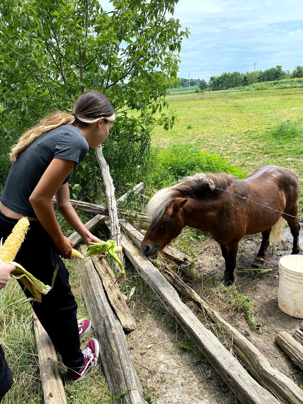 Van Grootheest Farm | 48 Stanley St, Bloomfield, ON K0K 1G0, Canada | Phone: (613) 393-2077