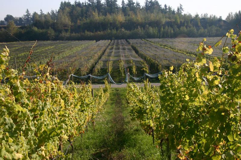 Smart Net Systems | 388 Lazo Rd, Comox, BC V9M 3T9, Canada | Phone: (250) 890-0841