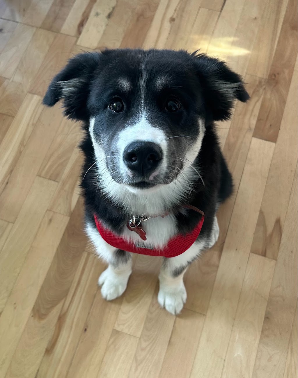 Éducation canine Aux Pieds | 33 Rue des Merisiers, Saint-Rémi, QC J0L 2L0, Canada | Phone: (514) 773-8231