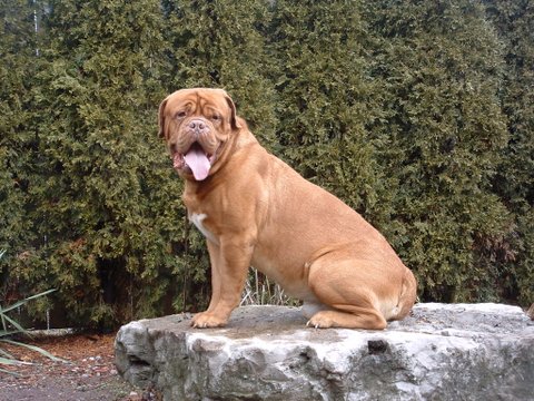 Chateau Rouge Dogue de Bordeaux | 1527 Windham Road 5, Vanessa, ON N0E 1V0, Canada | Phone: (519) 443-0363