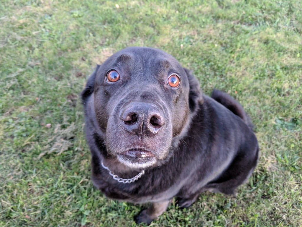 Leash Free Pelham Dog Park | 1671 Centre St, Ridgeville, ON L0S 1M0, Canada
