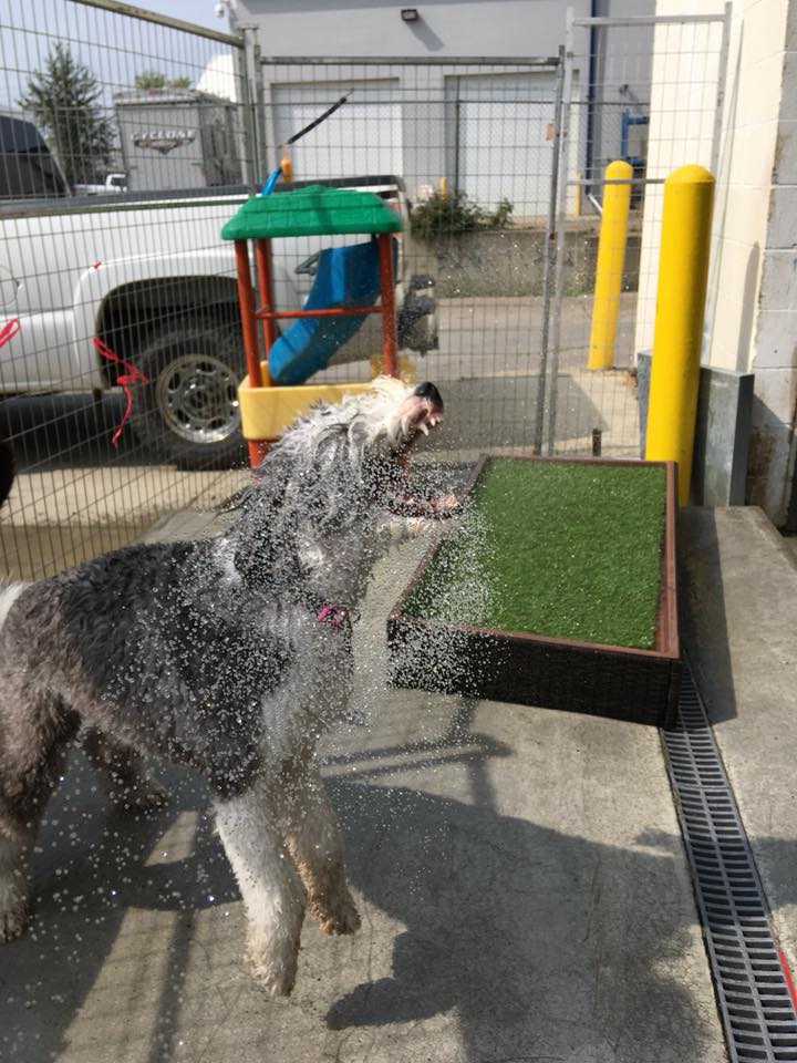 All Around Hound Dog Services | 1063 78 Ave NW, Edmonton, AB T6P 1L8, Canada | Phone: (780) 893-3647
