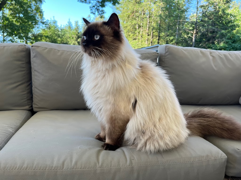 Woodside Kittens | 47920 Camp River Rd, Chilliwack, BC V4Z 0B6, Canada | Phone: (604) 991-8001