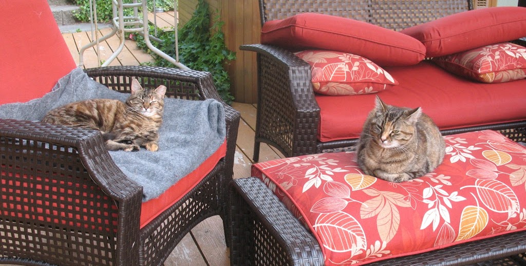 CatSpan Ferals Registered Charity | Box 64 STN Main, Nanoose Bay, BC V9P 9J9, Canada | Phone: (250) 240-7702