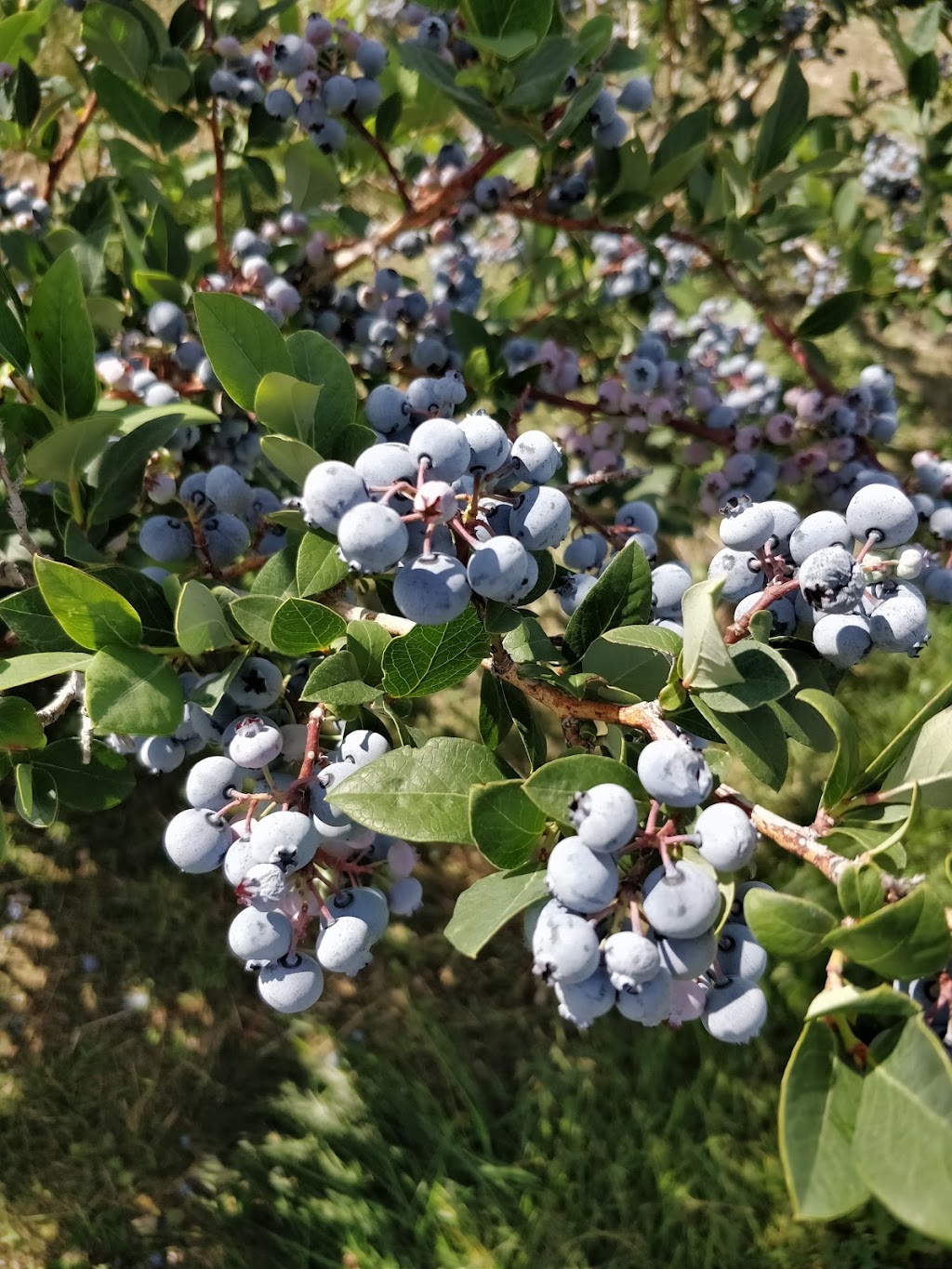 The Blueberry Patch | 2984 County Rd 8, Prince Edward, ON K0K 2T0, Canada | Phone: (613) 476-1309
