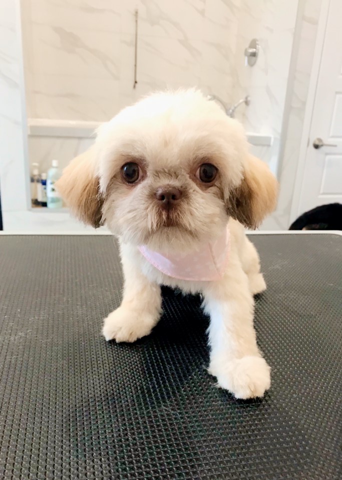 Spa Hôtel Le Canin | 5827 Chem. Beaudette, Sherbrooke, QC J1N 3B8, Canada | Phone: (819) 679-2999