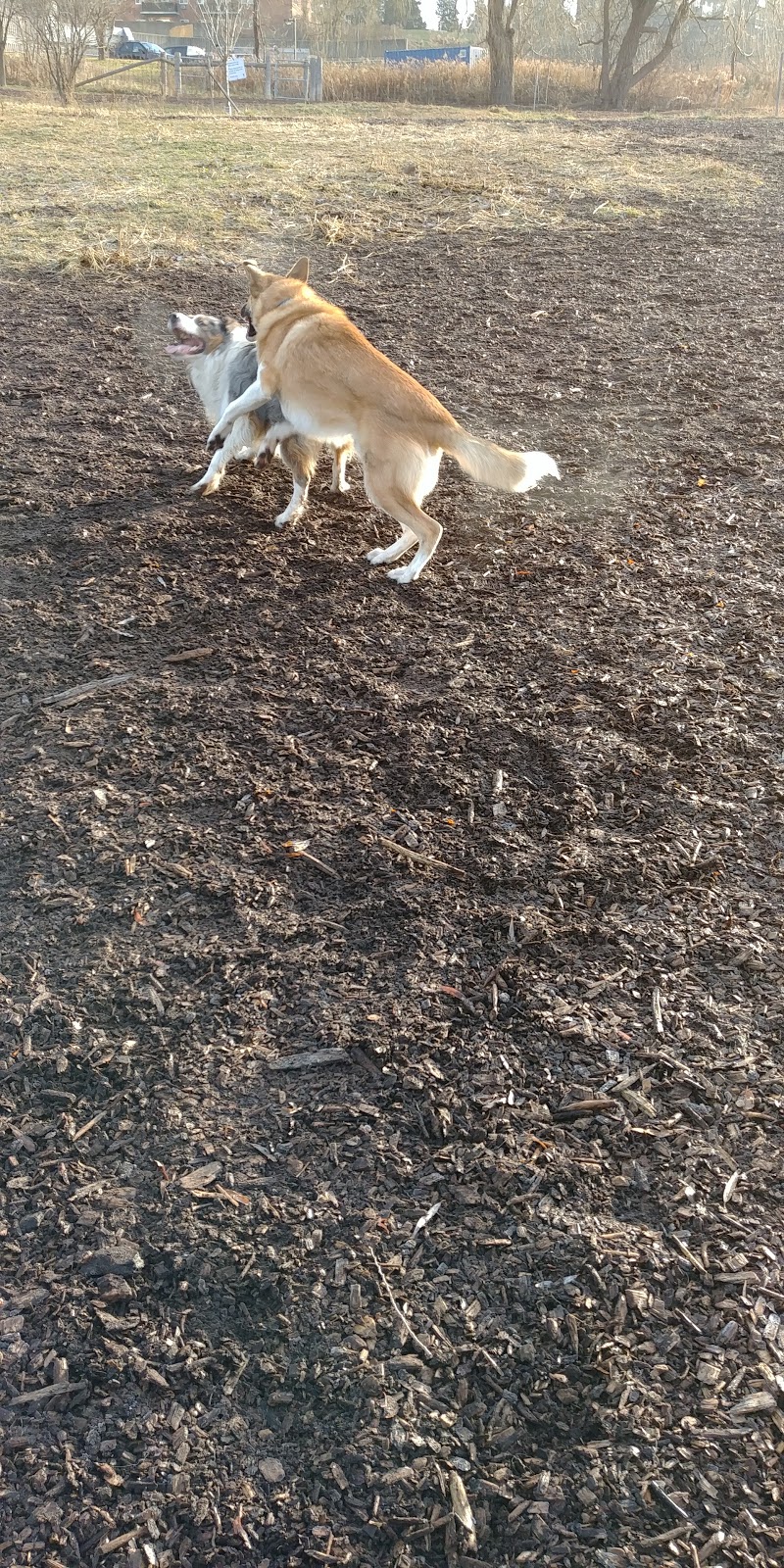 Caesars Dog Park | 941 Commissioners Rd E, London, ON N5Z 4N1, Canada | Phone: (519) 661-2500 ext. 4570
