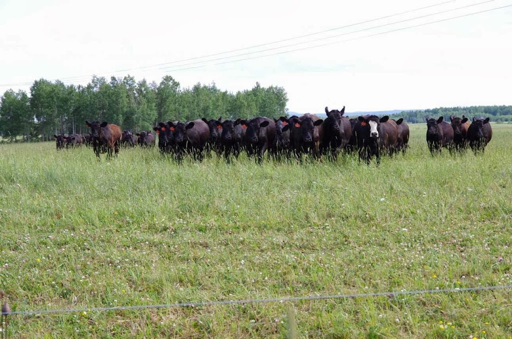 Wilderness Ranch | 6515 154 Rd, Monkton, ON N0K 1P0, Canada | Phone: (519) 504-5102