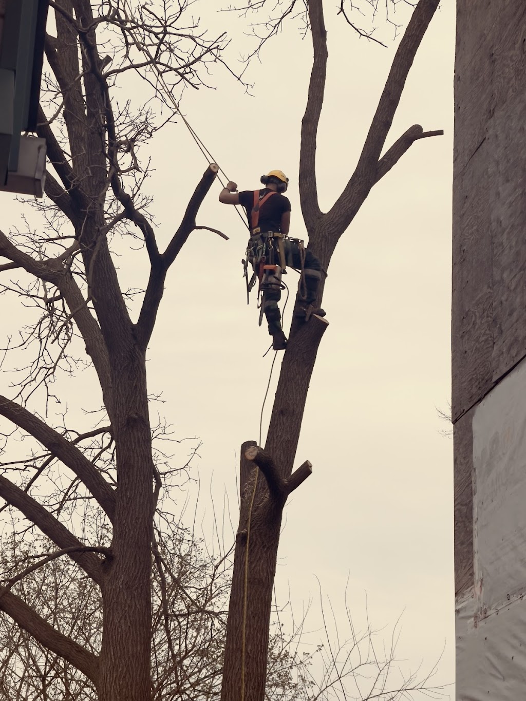 GreenCare Tree Services | 808 Courtland Ave E, Kitchener, ON N2C 1K3, Canada | Phone: (519) 329-0938