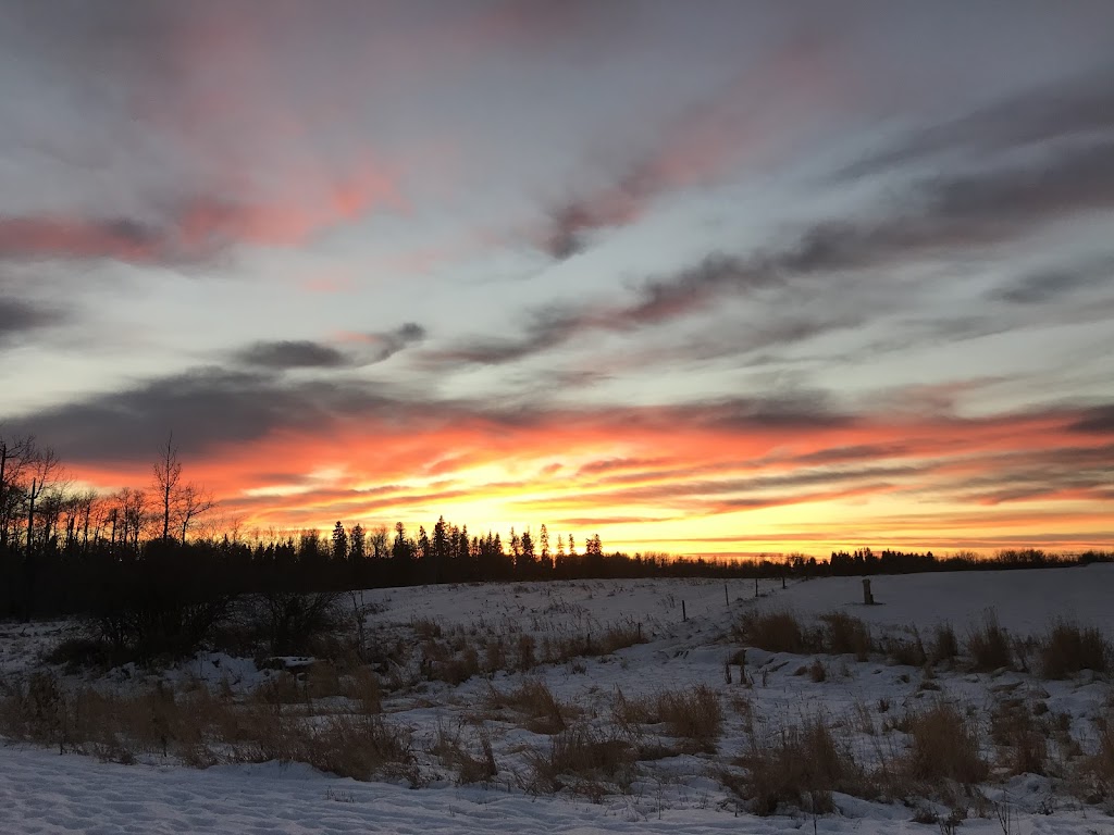 Somerset Pumpkin Farms | 1423 Township Rd 514, Parkland County, AB T7Y 2P5, Canada | Phone: (780) 983-5664