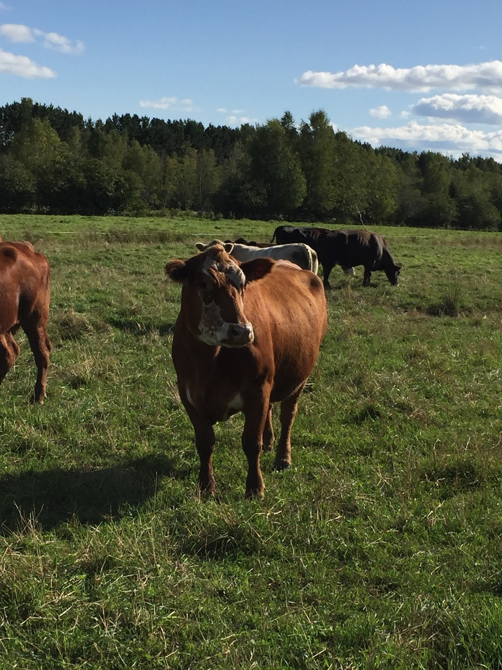 Ferme Le Crépuscule - Yamachiche - poulet - cabane a sucre | 1321 Chemin de la Grande Rivière N, Yamachiche, QC G0X 3L0, Canada | Phone: (819) 296-1321