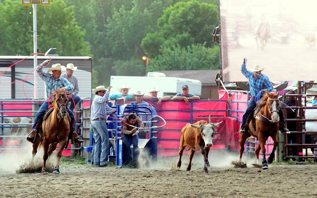 Plett Cattle + Performance Horses | Wiebe Rd, Grunthal, MB R0A 0R0, Canada | Phone: (204) 371-1431