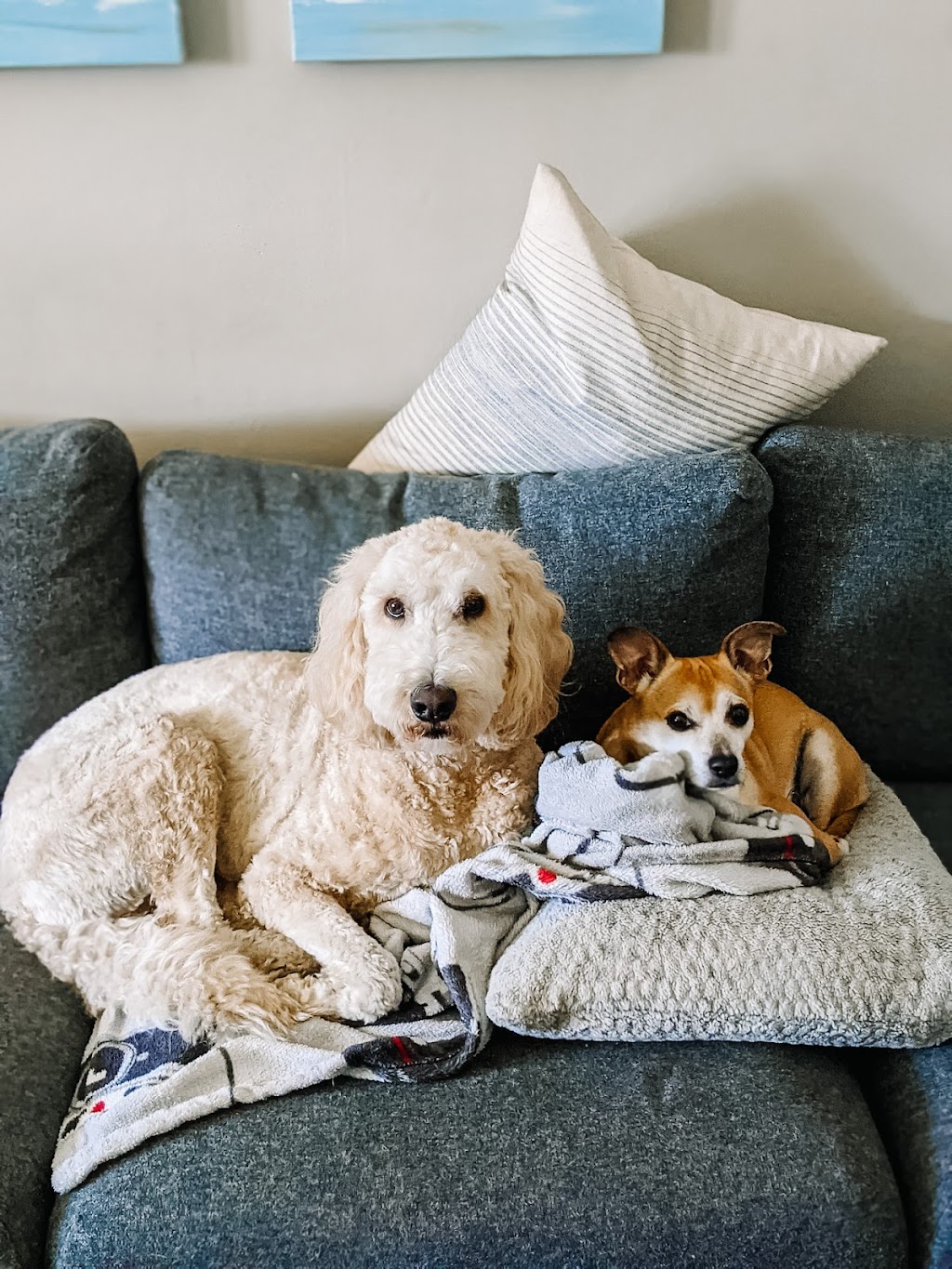 Sana Adelaide Animal Hospital | 500 Adelaide St N, London, ON N6B 3J2, Canada | Phone: (226) 636-0646