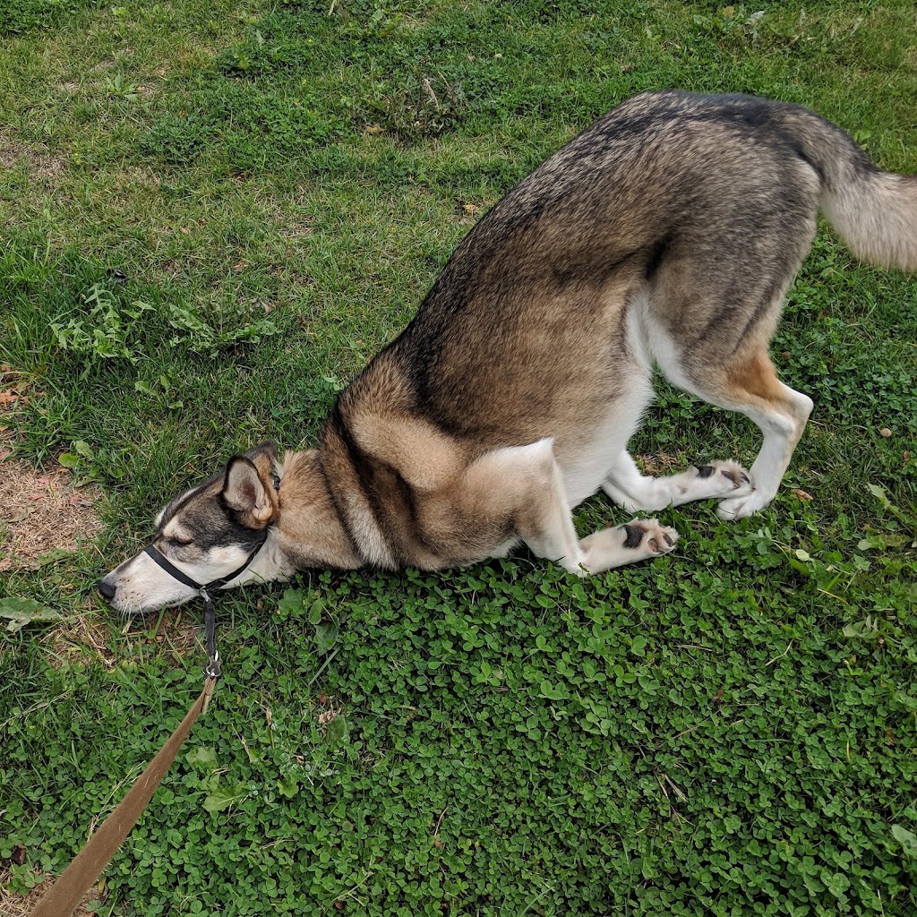 Shaws Paws | 73 Scotia Rd, Sutton, ON L0E 1R0, Canada | Phone: (289) 338-6629