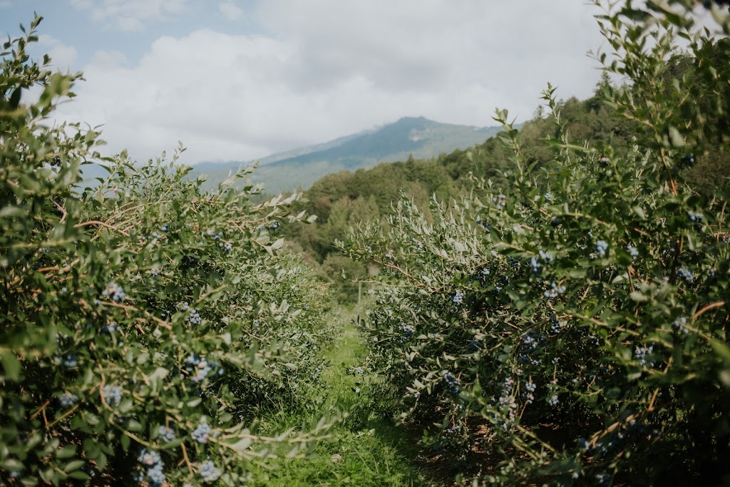 Klaassen Farms | 51211 Chilliwack Central Rd, Chilliwack, BC V0X 1X0, Canada | Phone: (604) 845-0678