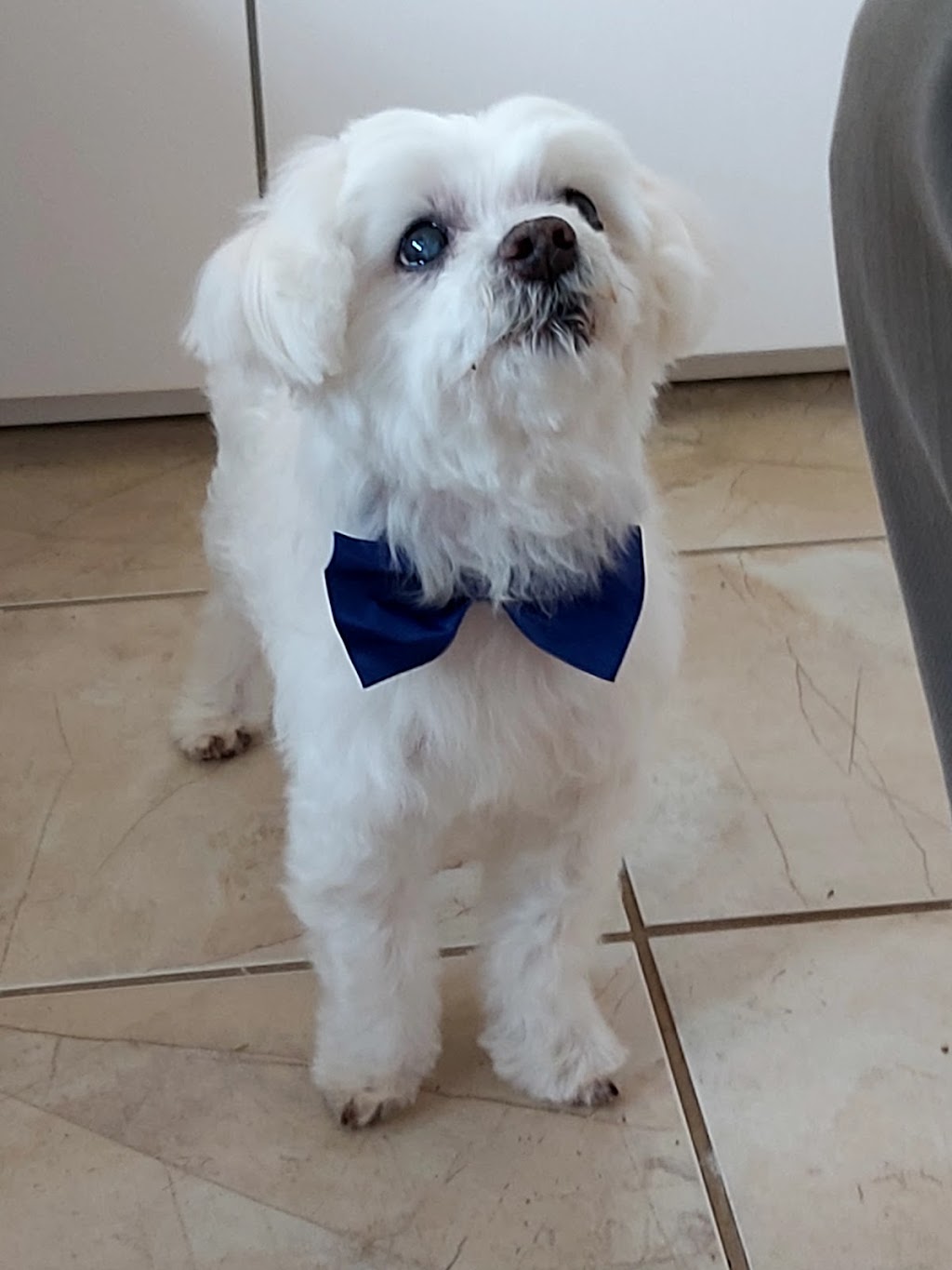 Dogs By Daisy | 600 Upper Wellington St, Hamilton, ON L9A 3P9, Canada | Phone: (905) 318-6446